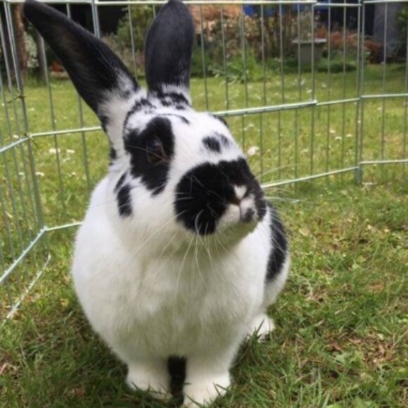 Profile picture of ChocChipMaya