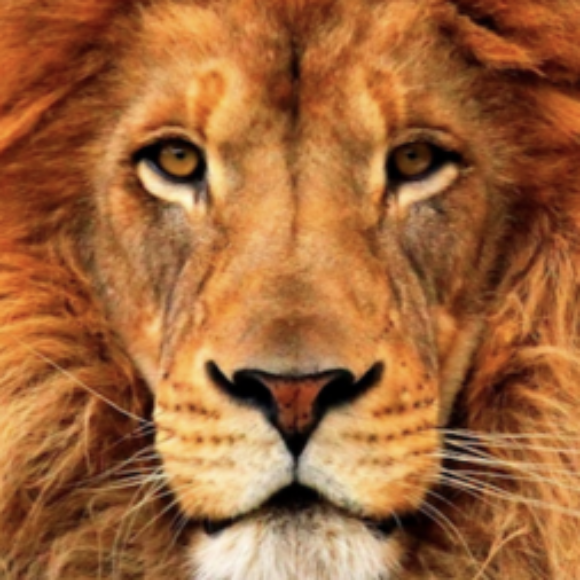 Profile picture of LionKing