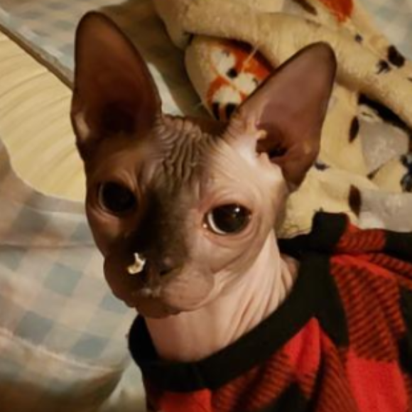 Profile picture of Spaghetti
