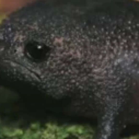 Profile picture of Chill_mud_frog