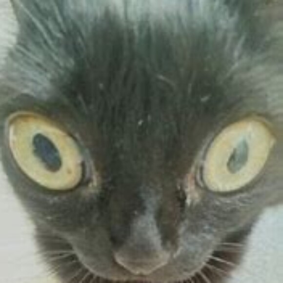 Profile picture of Joey