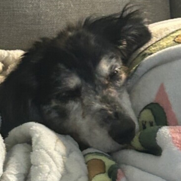 Profile picture of Doodlelover
