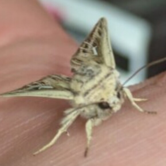 Profile picture of Mothman