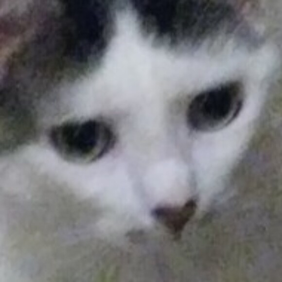 Profile picture of demonlynx